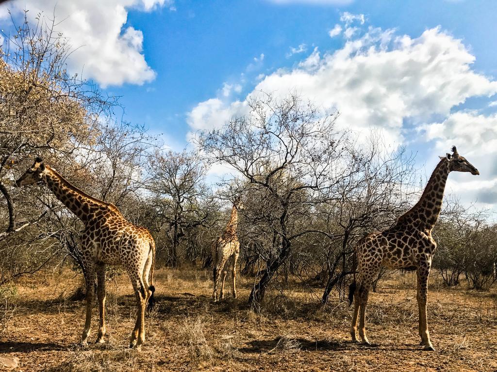 Vila Lion King Marloth Park Exteriér fotografie